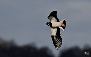 Lapwing