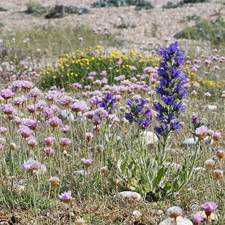 Vipers Bugloss and Thrift at Rye Harbour Nature Reserve